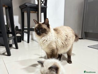 Ragdoll cats for sale: Ragdoll baby kittens - Advert 1