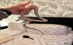Corn Snake reptiles for sale: Female corn snake  - Image 4