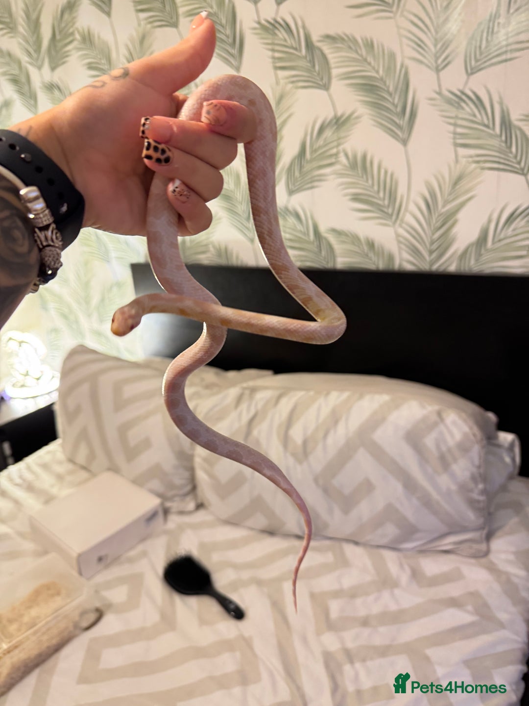 Corn Snake reptiles for sale: Female corn snake  - Image 4