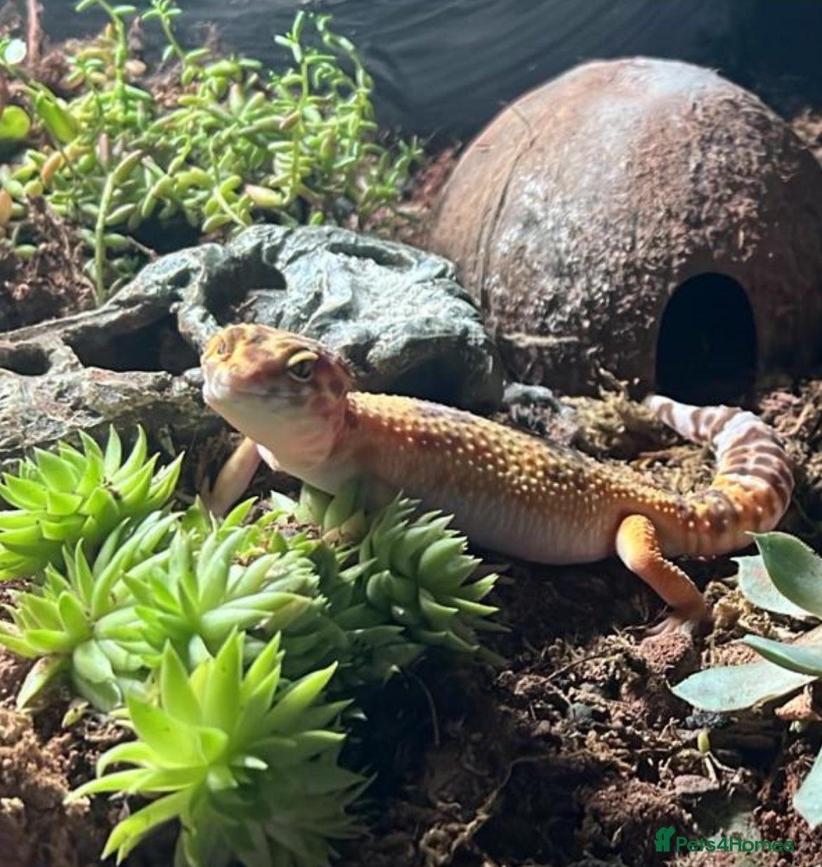 Leopard Gecko reptiles Female leopard gecko 💖 in Blyth - Advert 7