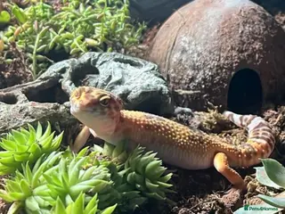 Leopard Gecko reptiles Female leopard gecko 💖 in Blyth - Advert 7