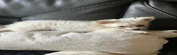 Chihuahua dogs for sale: Stunning chihuahua babies in Newark - Advert 4