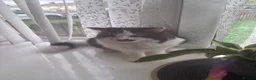 Mixed Breed cats for sale: Brother and sister cats  in Wolverhampton - Advert 4