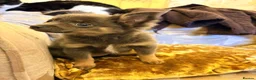 Chihuahua dogs for sale: Chihuahua Puppies  in Dudley - Advert 10