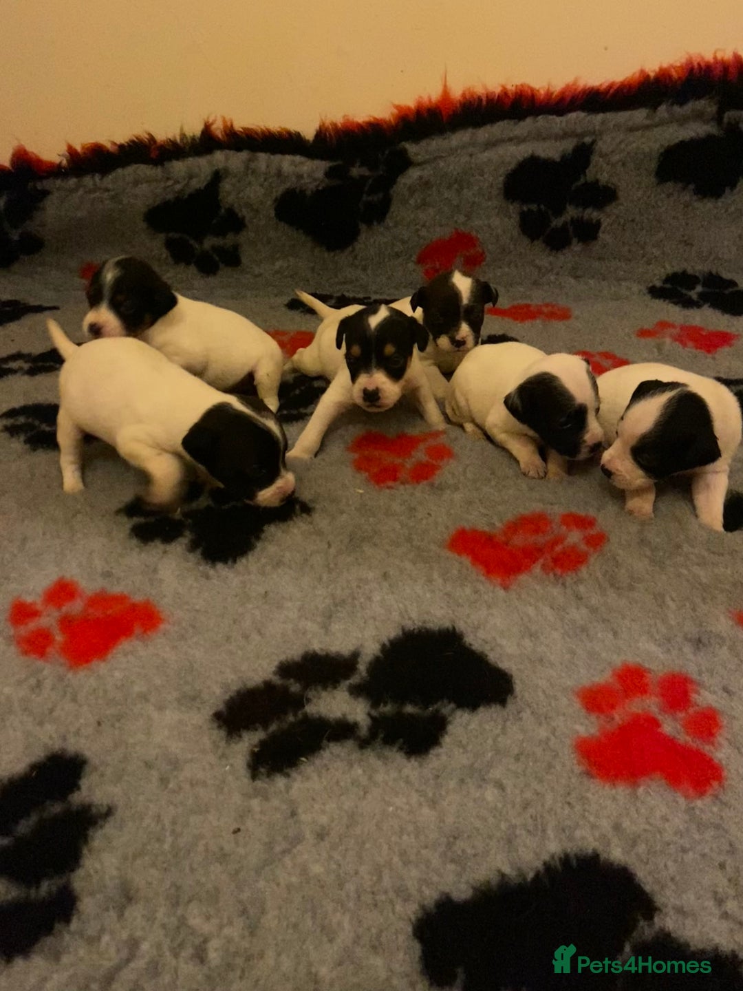 Jack Russell dogs for sale: Jack Russell puppies *SHORT LEGGED* - Advert 5