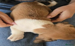 Dachshund dogs for sale: Dachshund x cavachon pups for sale - Image 2