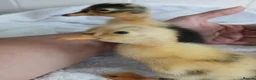 Mixed Breed birds for sale: Pure Indian runner ducklings 🐥  in Cirencester - Advert 7