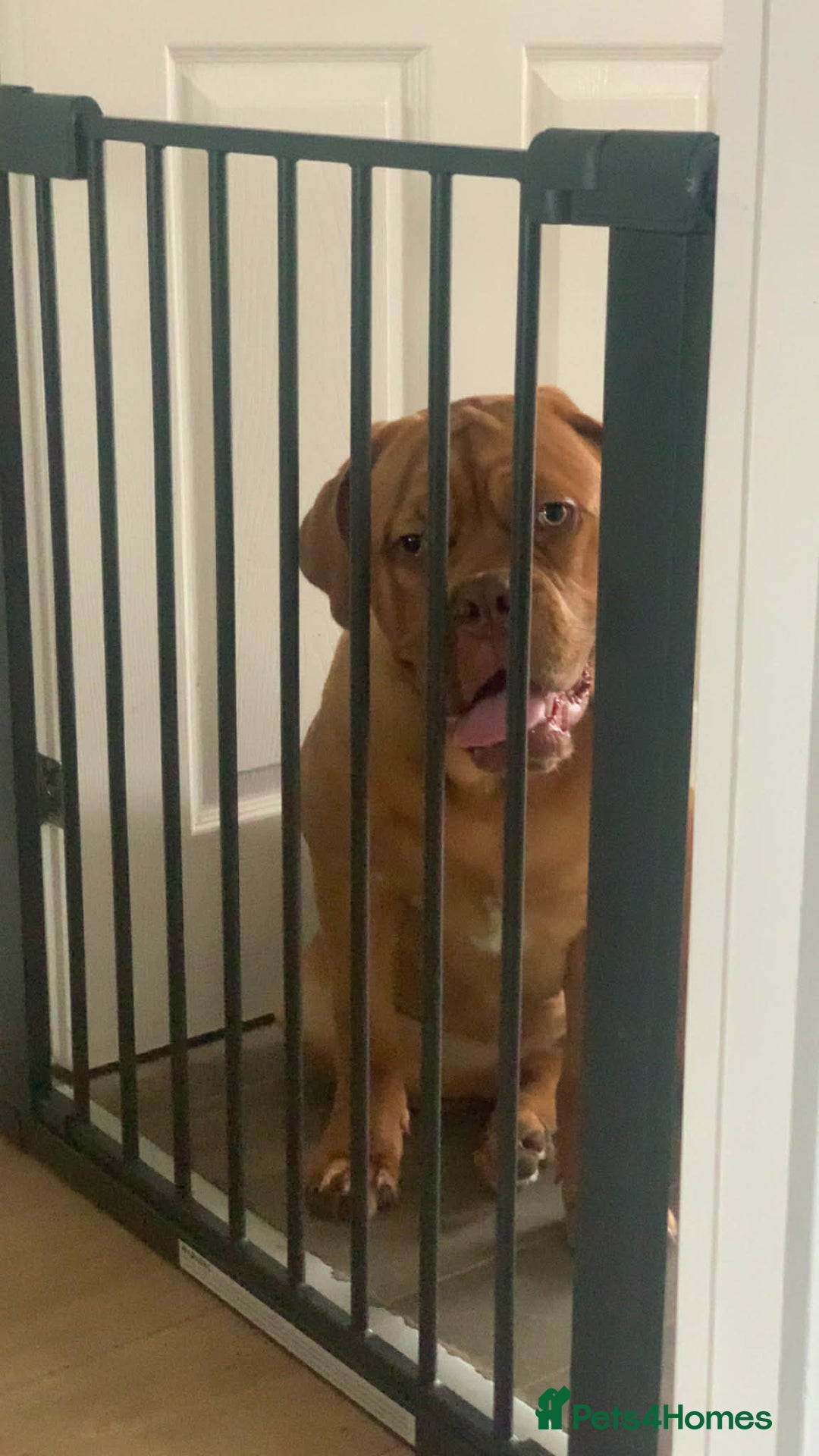 Dogue De Bordeaux dogs for sale: Lovely dog under 1 olds - Advert 1