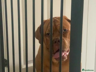 Dogue De Bordeaux dogs Lovely dog under 1 olds - Advert 16