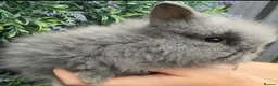 Lionhead rabbits for sale: Fluffy double mane lion head rabbits for sale  - Advert 25