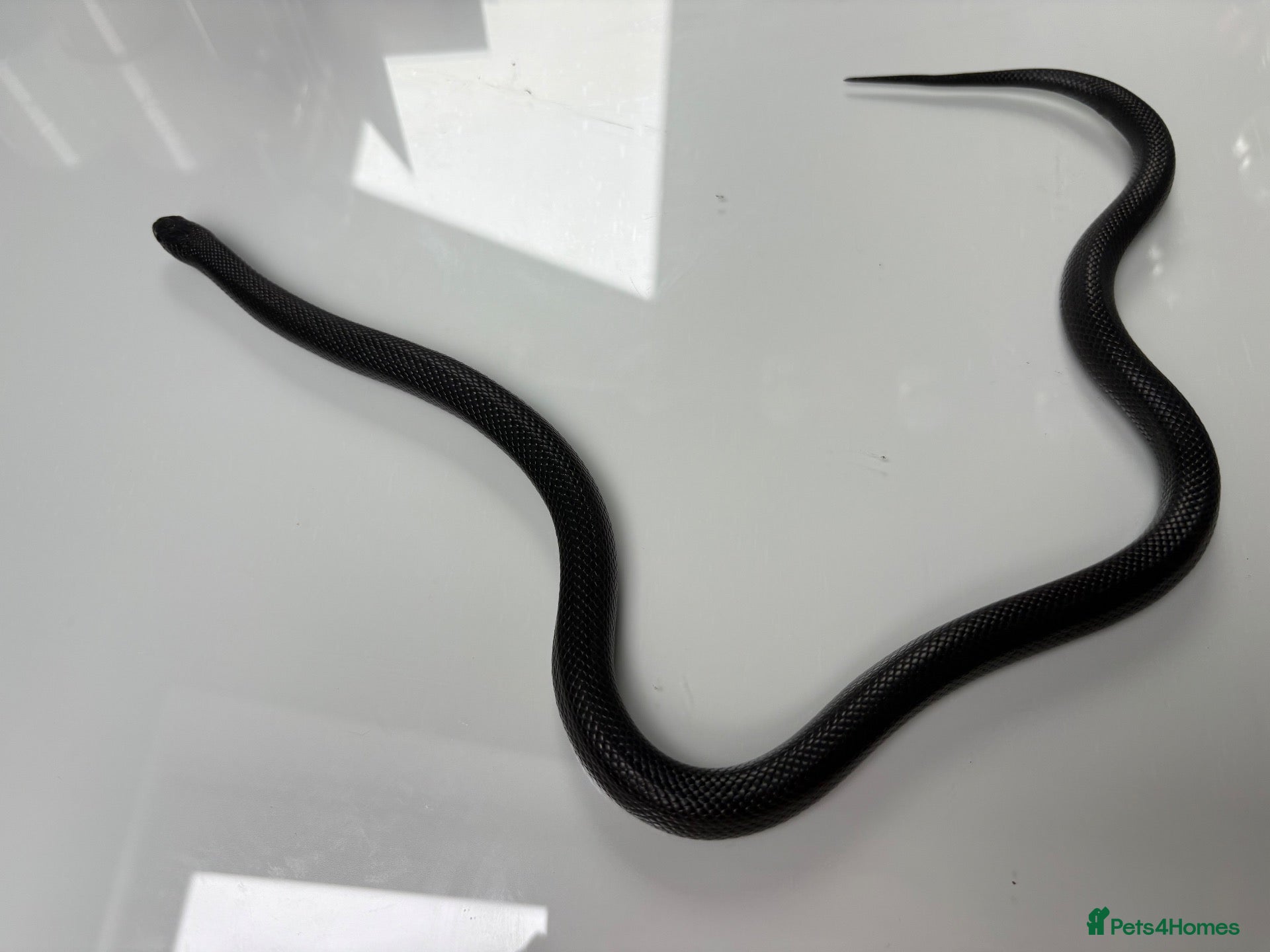King Snake reptiles female mexican black kingsnake - Advert 1