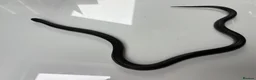 King Snake reptiles for sale: female mexican black kingsnake - Advert 1