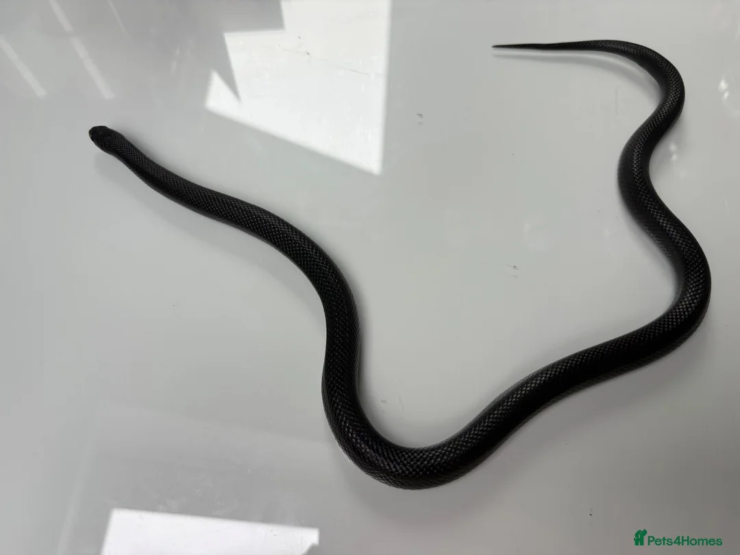 King Snake reptiles for sale: female mexican black kingsnake - Advert 1