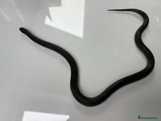 King Snake reptiles female mexican black kingsnake - Advert 1