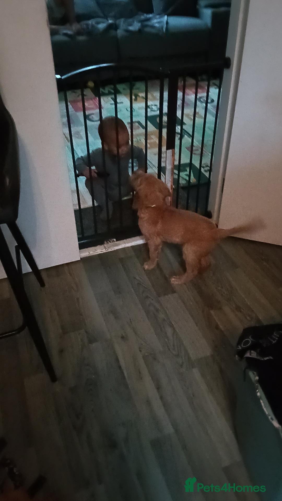 Golden Retriever dogs for sale: 1 boy ready to leave KC reg Red Golden retriever - Advert 4