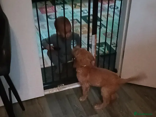 Golden Retriever dogs for sale: 1 boy ready to leave KC reg Red Golden retriever - Advert 4