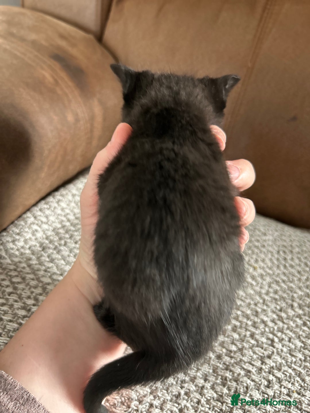 Mixed Breed cats for sale: 6 Beautiful kittens  - Image 6