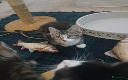 Munchkin cats for sale: Beautiful markings lush coat tabby tuxedo  - Image 25