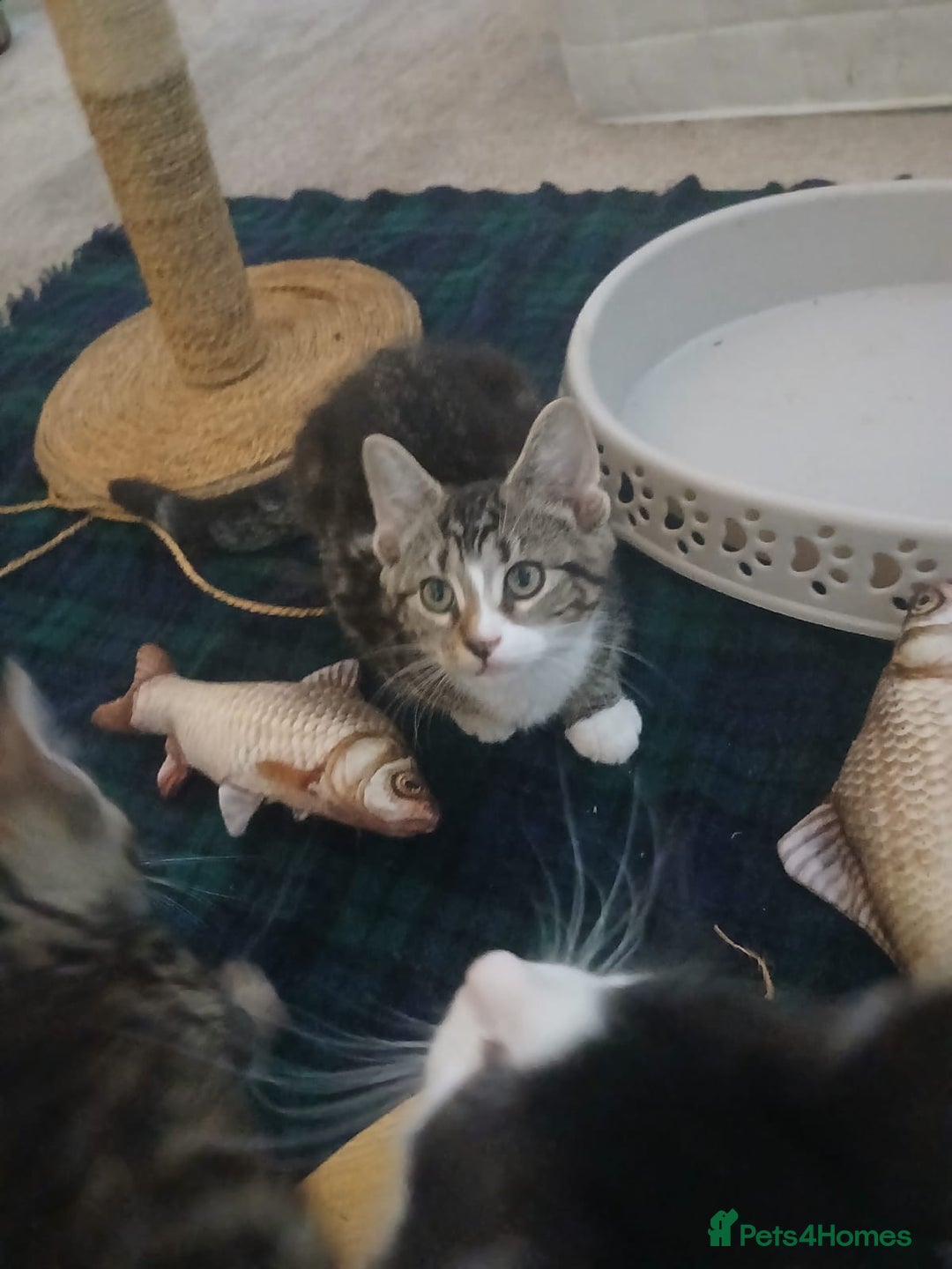 Munchkin cats for sale: Beautiful markings lush coat tabby tuxedo  - Image 25