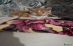 Mixed Breed cats for sale: Mixed bread  - Image 1