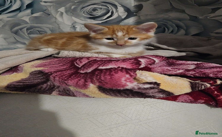 Mixed Breed cats - Advert 7