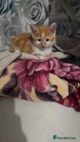 Mixed Breed cats - Advert 10