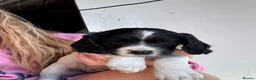 English Springer Spaniel dogs for sale: Beautiful springer spaniel puppies  - Advert 3