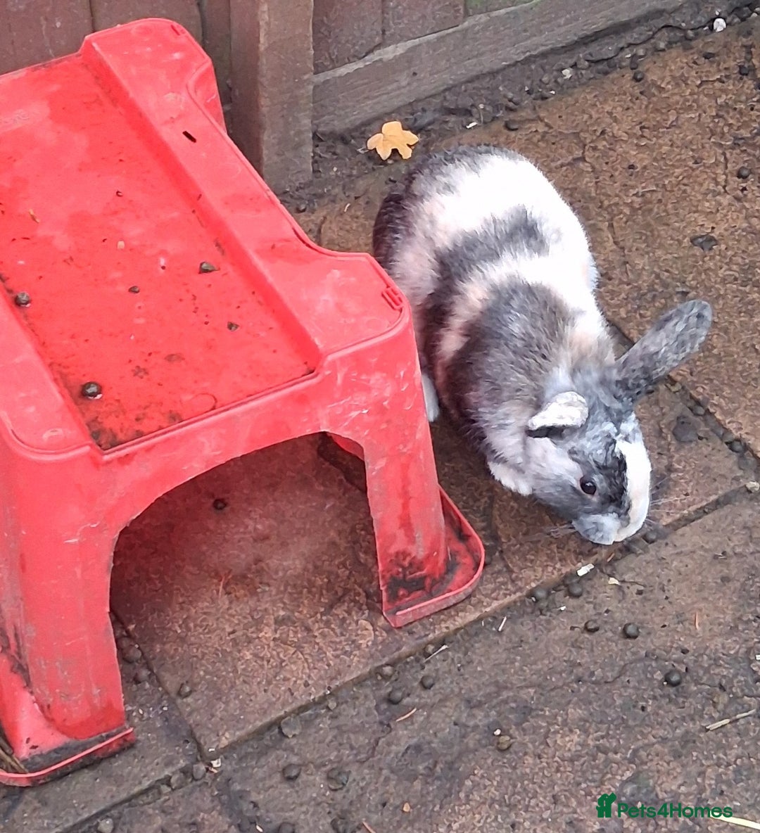 Mixed Breed rabbits for sale: Super cute rex x lop bunnies - Advert 8