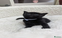 European cats for sale: 5 European shorthair kittens  - Image 11