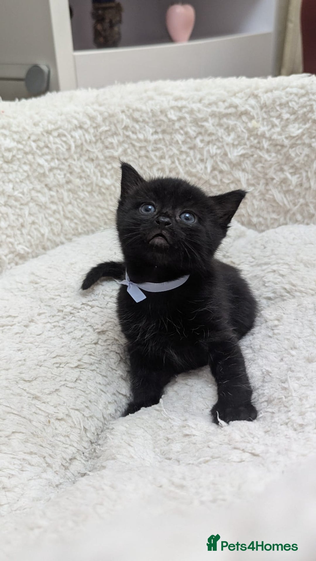 European cats for sale: 5 European shorthair kittens  - Image 11