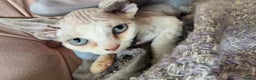 Devon Rex cats for sale: @London: Meet Our Beautiful Devon Rex Kittens - Advert 14