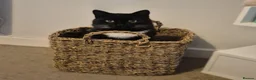Mixed Breed cats for adoption: Cuddle Kitty with the Zoomies - Advert 1