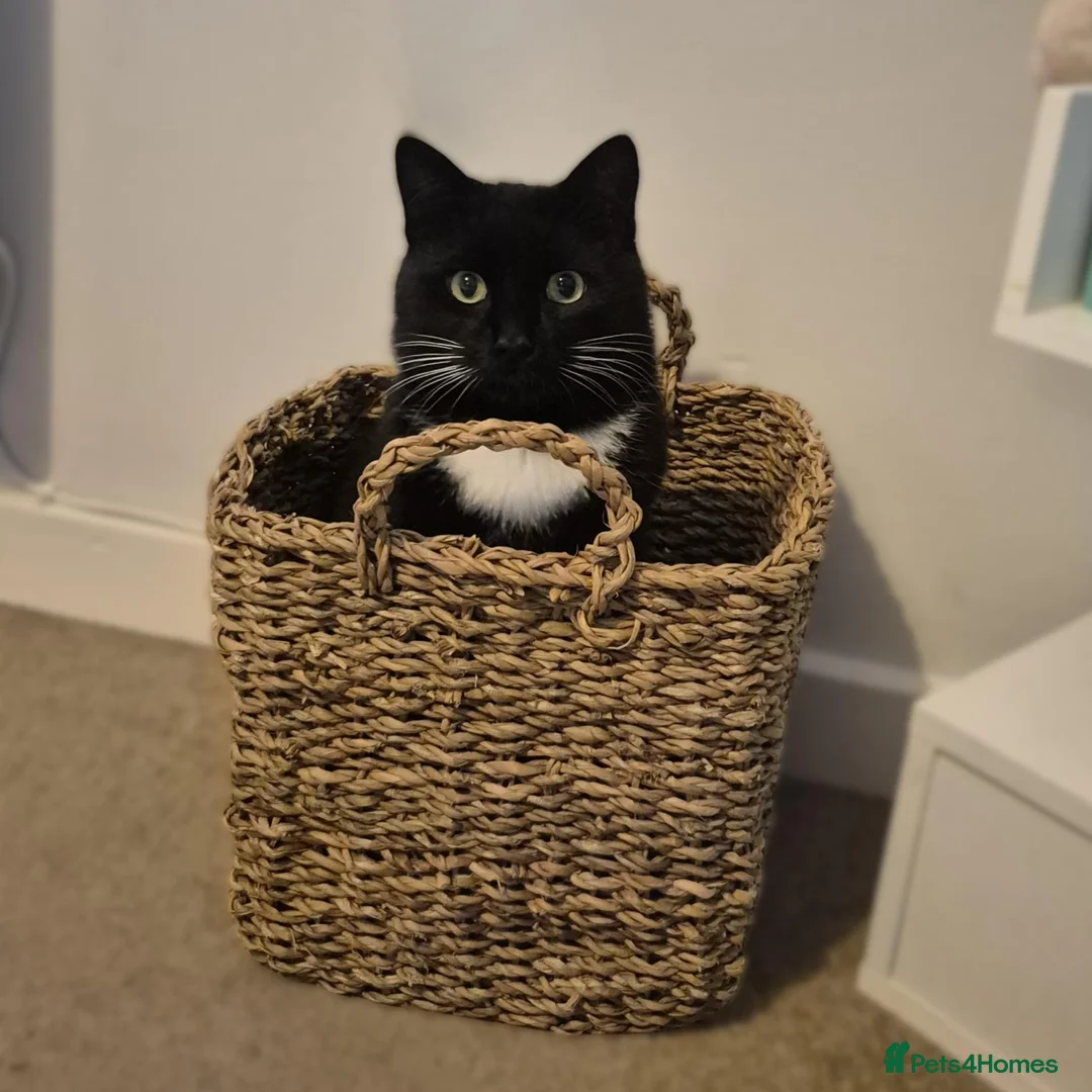 Mixed Breed cats for adoption: Cuddle Kitty with the Zoomies - Advert 1