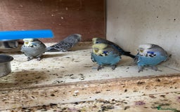 Budgerigars birds for sale: Exhibition budgie flock asap - Image 6