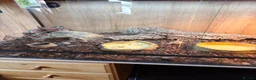 Skink reptiles for sale: northern blue tongue skink  approx 8 months old  in Bromsgrove - Advert 4