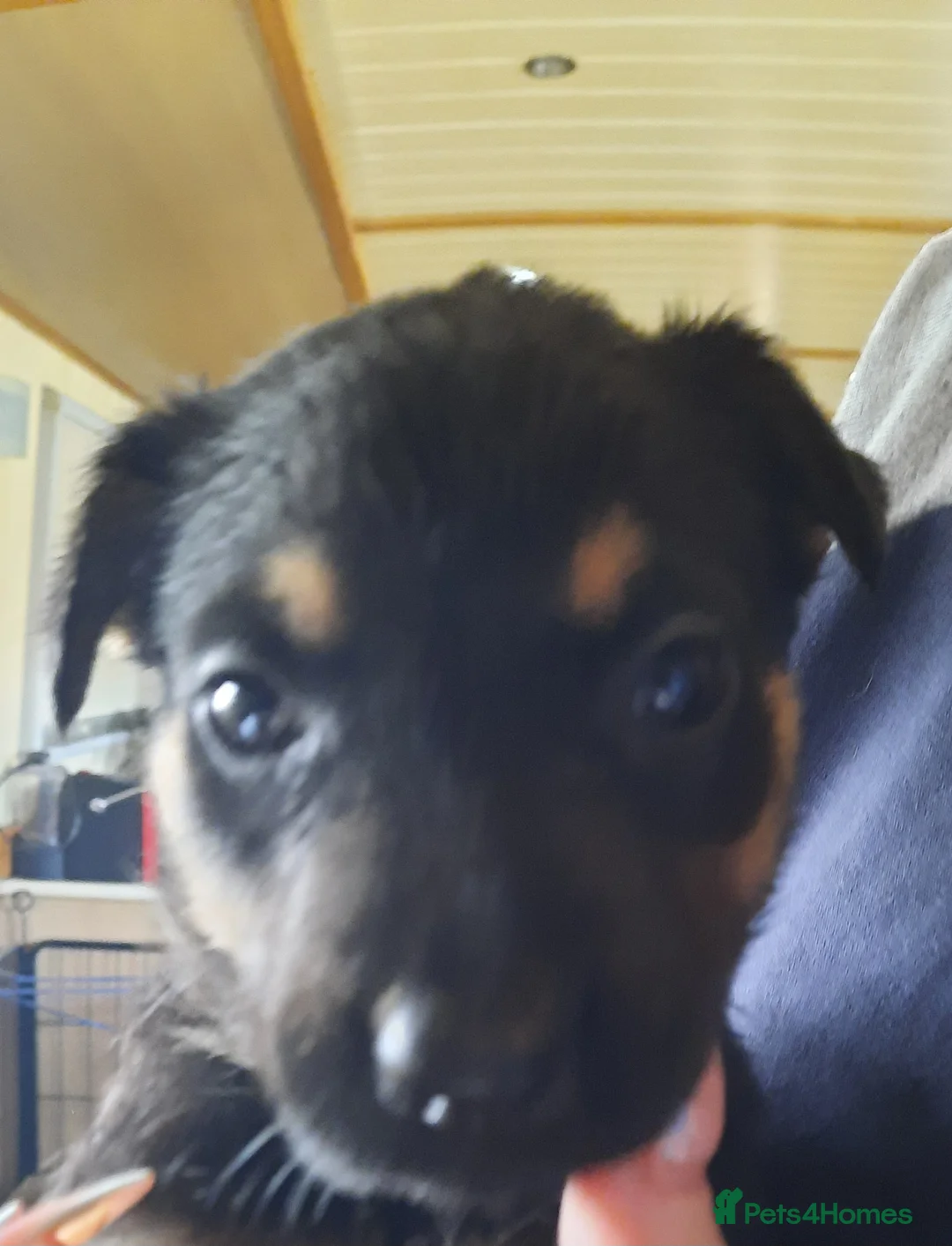 Mixed Breed dogs for sale: Rottweiler X German Shepherd Puppies  in Bristol - Advert 7