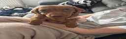 Dachshund dogs for sale: Dog for sale - Advert 8
