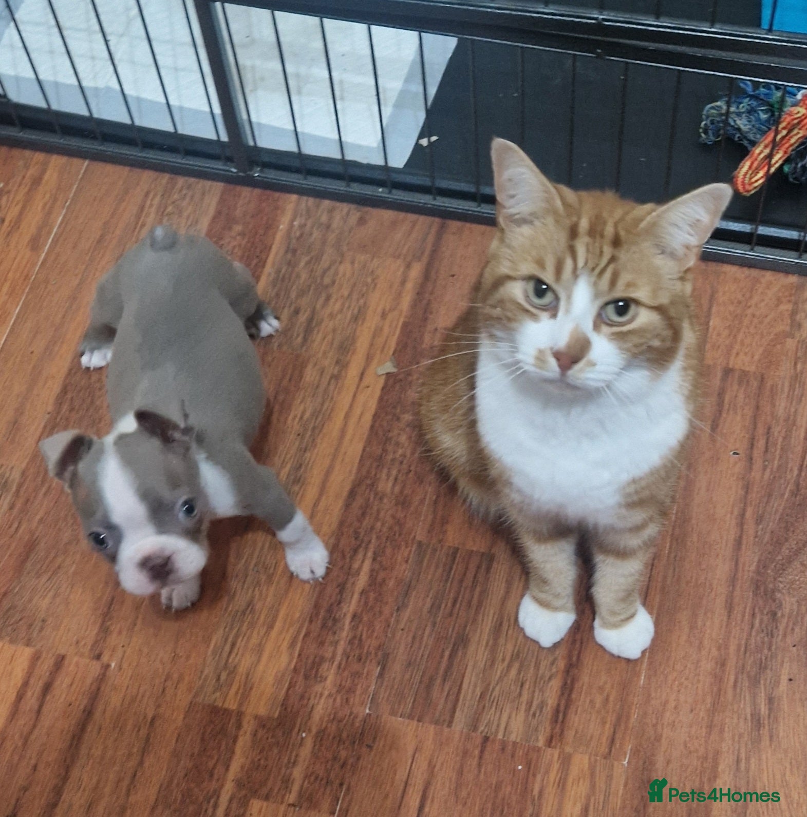 Boston Terrier dogs Stunning KC Champagne boston bitch for sale  - Advert 3