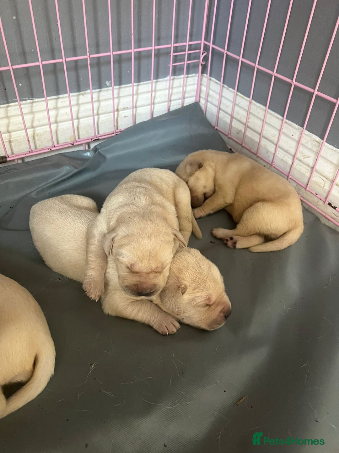 Labrador Retriever dogs for stud: Yellow/ gold labrador for the stud!!! in Thornton Heath - Advert 14