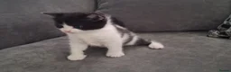 British Shorthair cats for sale: British Shorthair kitten cross  - Advert 2