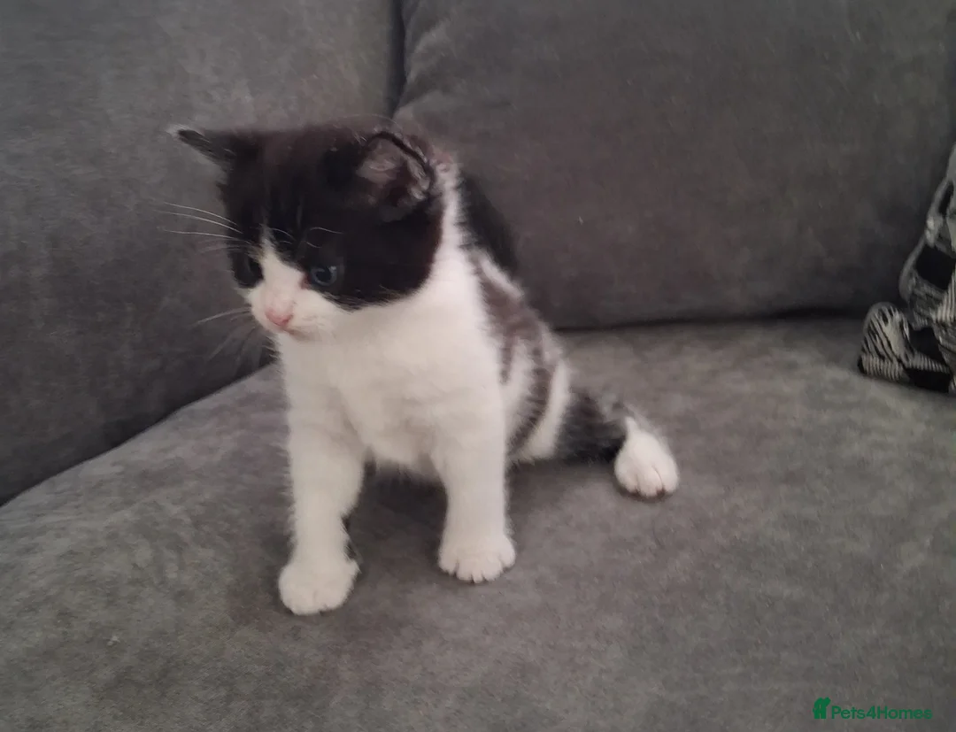 British Shorthair cats for sale: British Shorthair kitten cross  - Advert 2