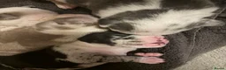Mixed Breed dogs for sale: Tri Merle Staff lovely colours  in Hemel Hempstead - Advert 28