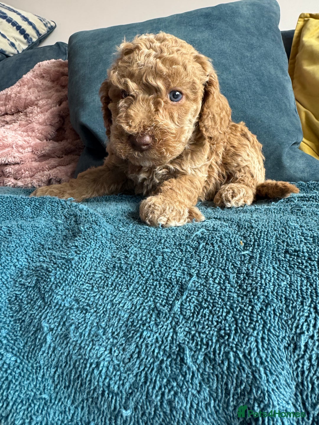 Cockapoo dogs for sale: Wonderful snuggle buddy  - Image 5