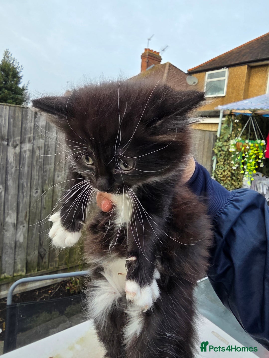 Mixed Breed cats for sale: Cute kittens for sale NEED GONE ASAP  - Advert 2