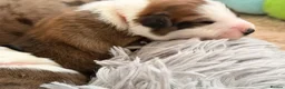 Border Collie dogs for sale: Stunning Show line puppies,various colours  - Advert 13