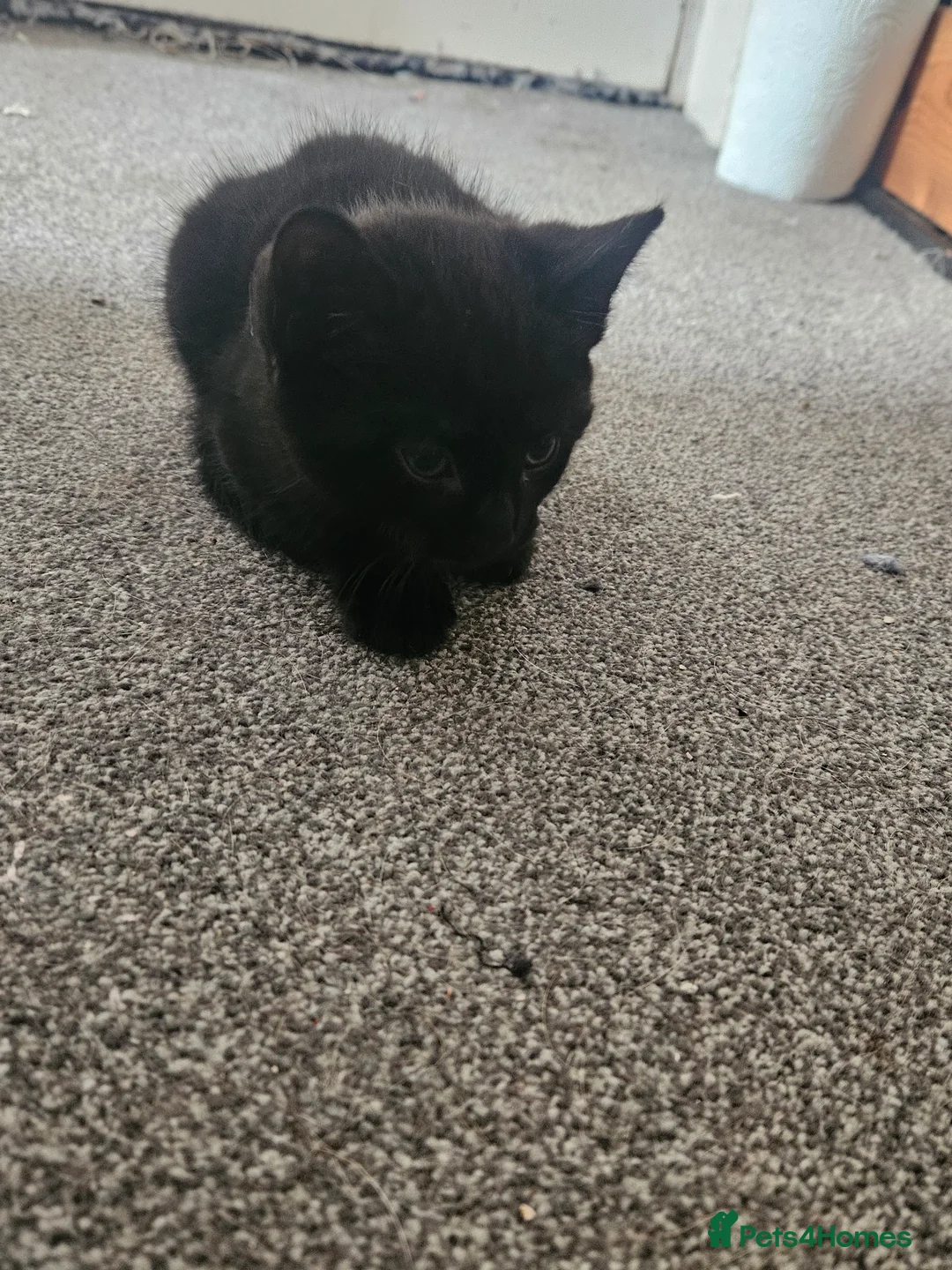 Mixed Breed cats for sale: 11 week old black tabby kittens - Advert 2