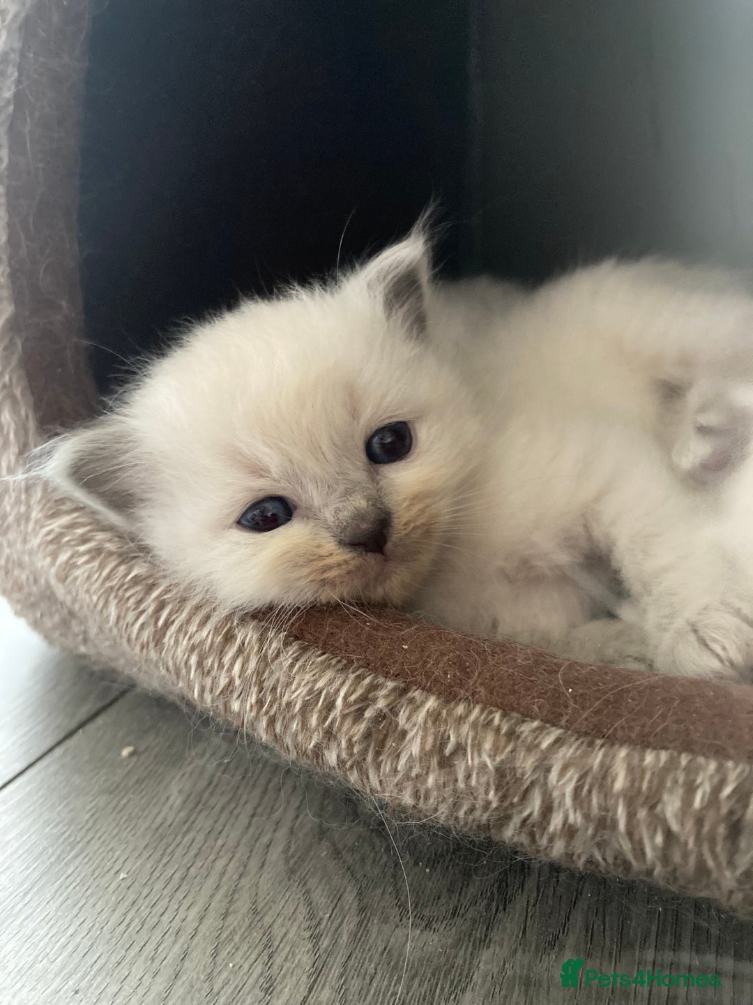 Ragdoll cats for sale: 5 Gorgeous TICA Ragdoll Kittens - Image 9