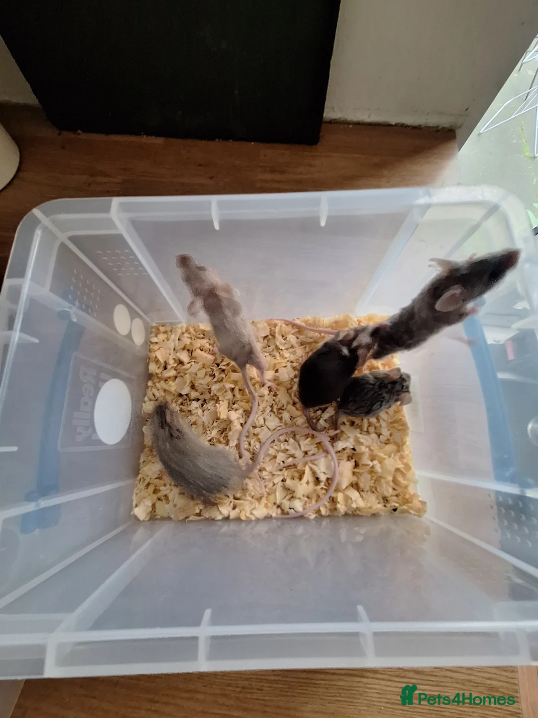 Mouse rodents for sale: Fancy pet mice for sale £8 each  - Advert 1