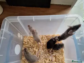 Mouse rodents Fancy pet mice for sale £8 each - Advert 7