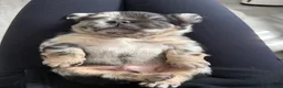 French Bulldog dogs for sale: Quality French bulldog puppies 🐾🔥 - Advert 17